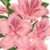 riospetra18